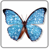 Blue Butterfly
