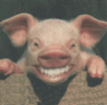 Grinning Pig