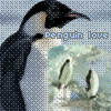 Peguin Love