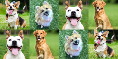 Dog Collage Background
