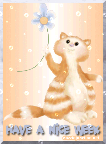 Nice Week Kitty