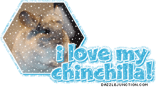 I Love My Chinchilla