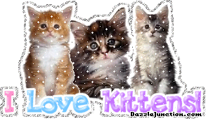 I Love Kittens