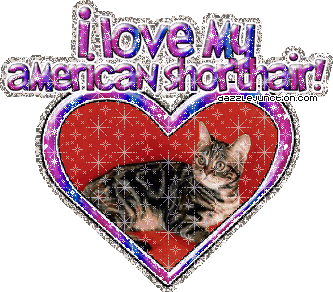 I Love My Americanshorthair