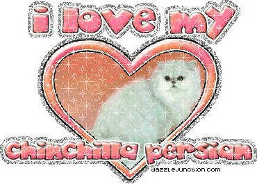 I Love My Chinchillapersian