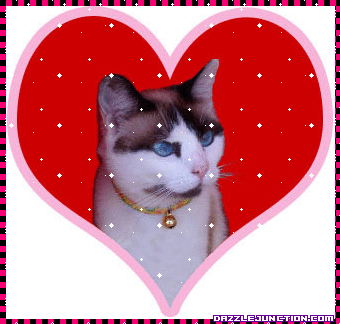 Cat In Heart