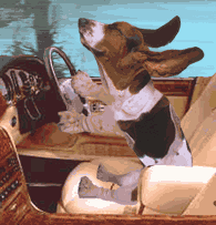 Beagle Drives Car