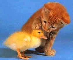 Cat Pets Duck
