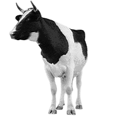Cow Looks