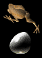 Frog On Egg