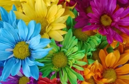 Bright Flowers Photography image