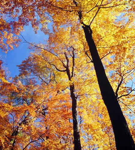 Fall Leaves