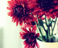 Flower Pot Photography image