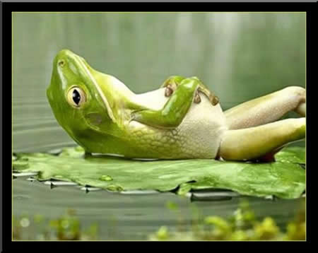 Sunbathing Frog