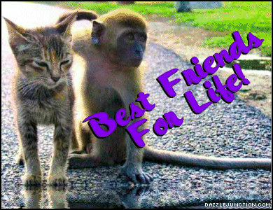 BFF Cat Monkey