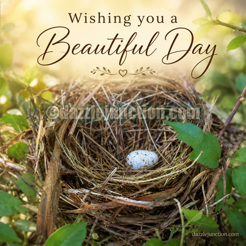 Bird Nest Beautiful Day