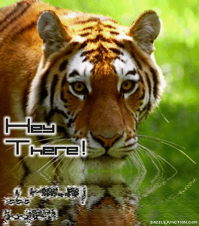 Hey There Tiger